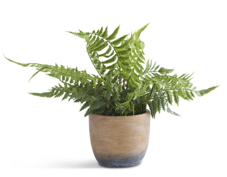 12 INCH FERN IN WEATHERED CEMENT POT