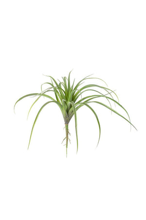 Artificial Air Plant - White Birch Design Company