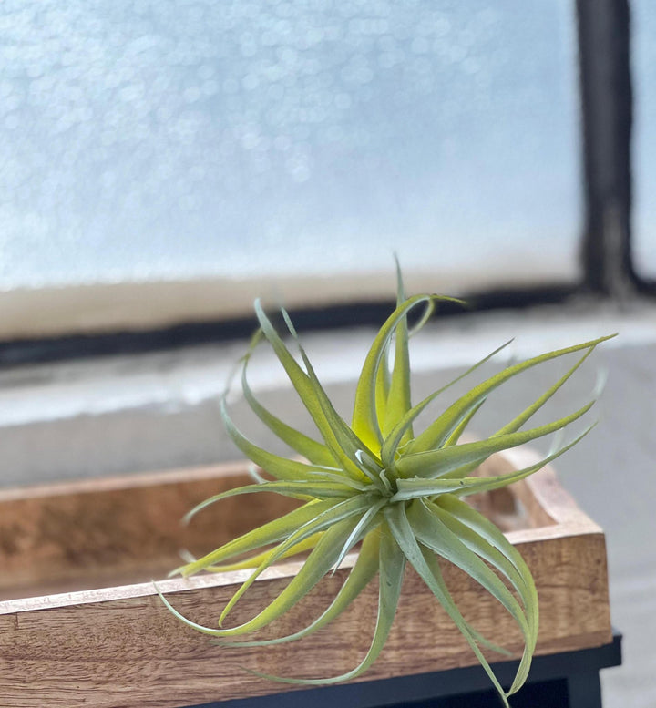 Artificial Air Plant